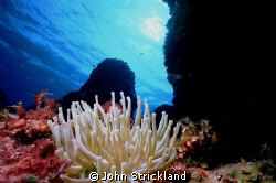 Nikonos 15mm by John Strickland 